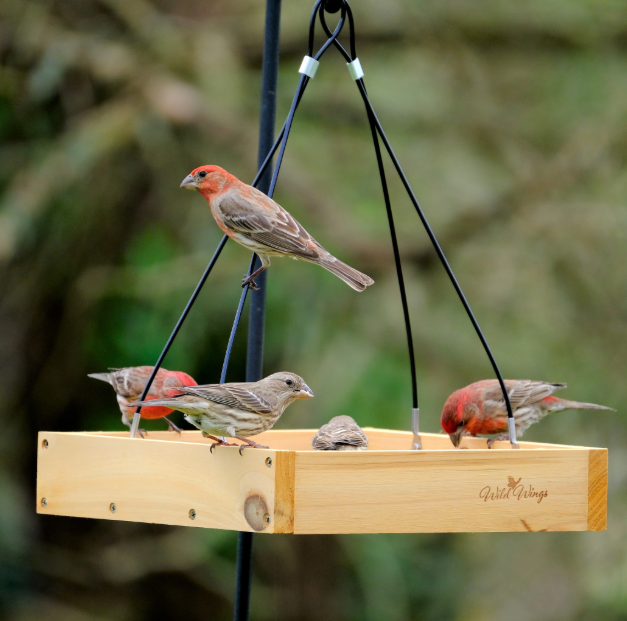 How to Attract Birds to a Bird Feeder Successfully