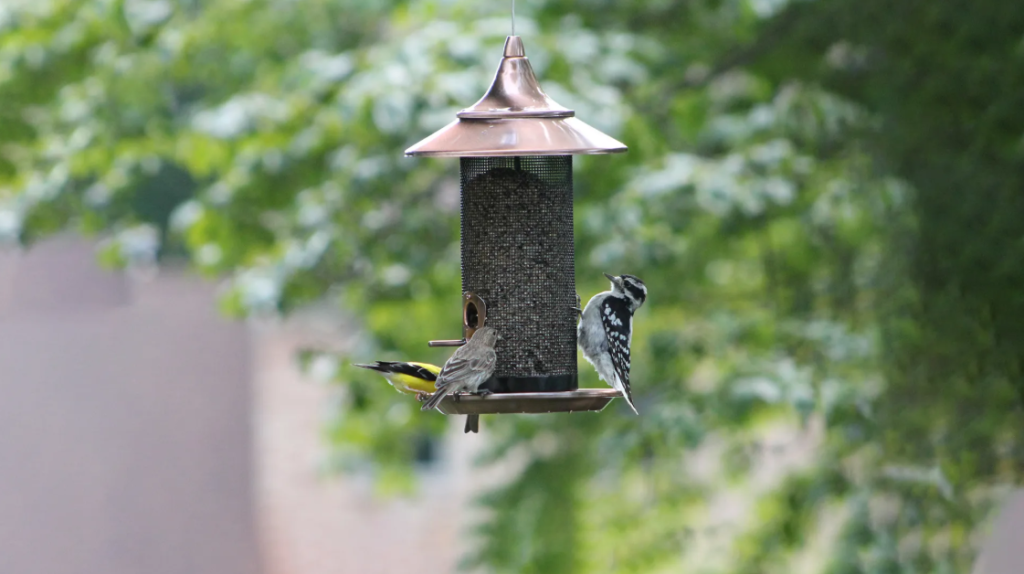 How to Attract Birds to a New Feeder Faster