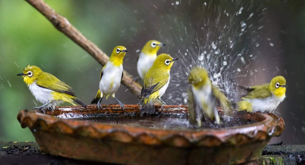 How to Attract Birds to a Bird Bath Effectively