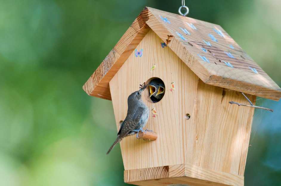 How to Attract Birds to a Birdhouse for Nesting