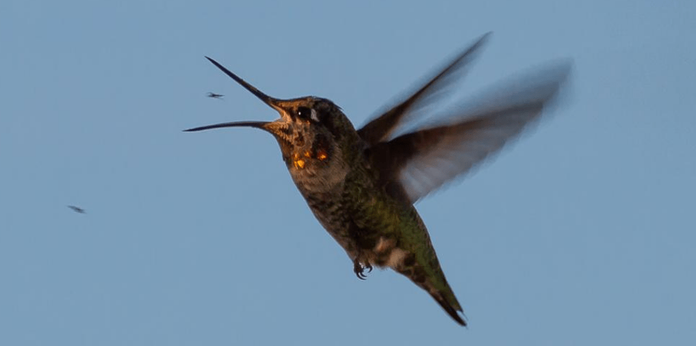 How to Attract Birds That Eat Mosquitoes Naturally
