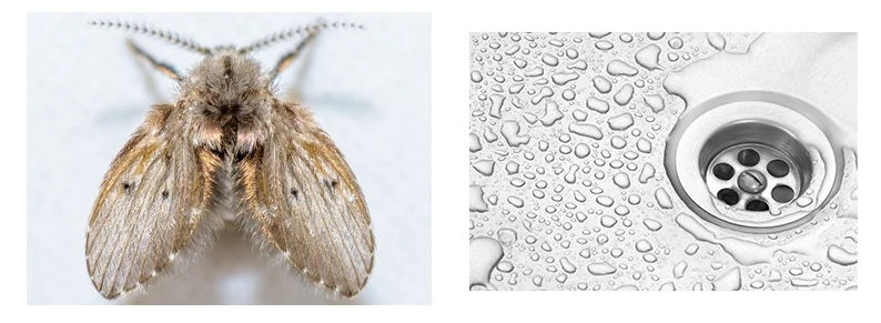 How to Get Rid of Drain Flies on Walls