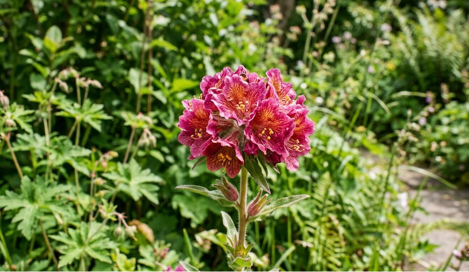 How to Identify the Boylecheloid Flower