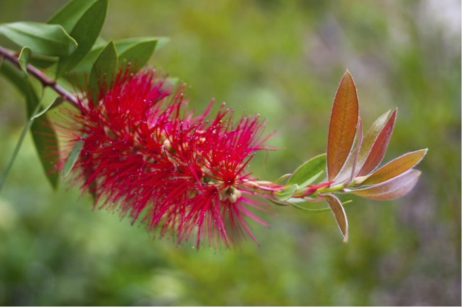How to Identify Similar Ornamental Flowers